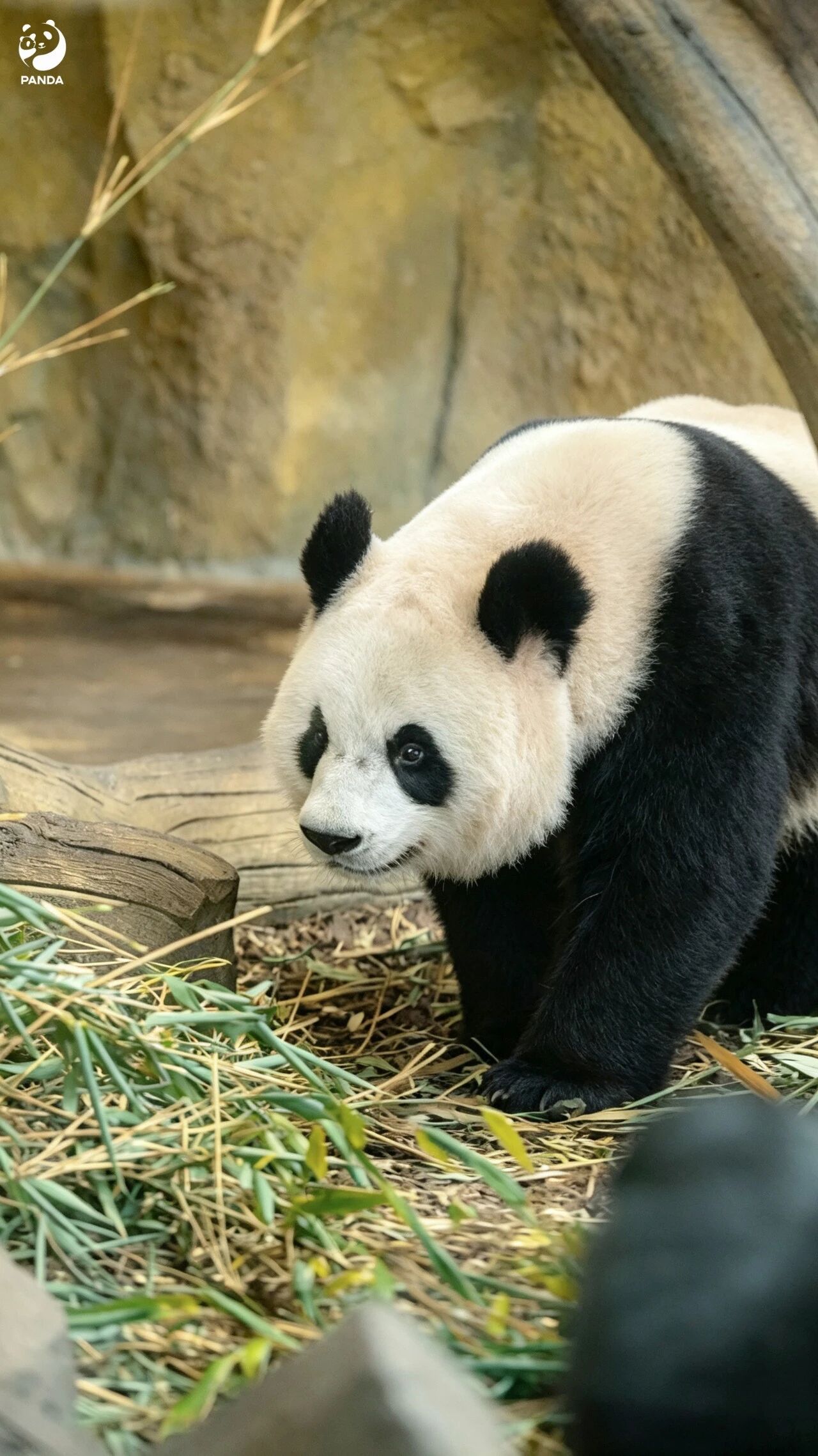 Chengdu Giant Panda Base — photo 3