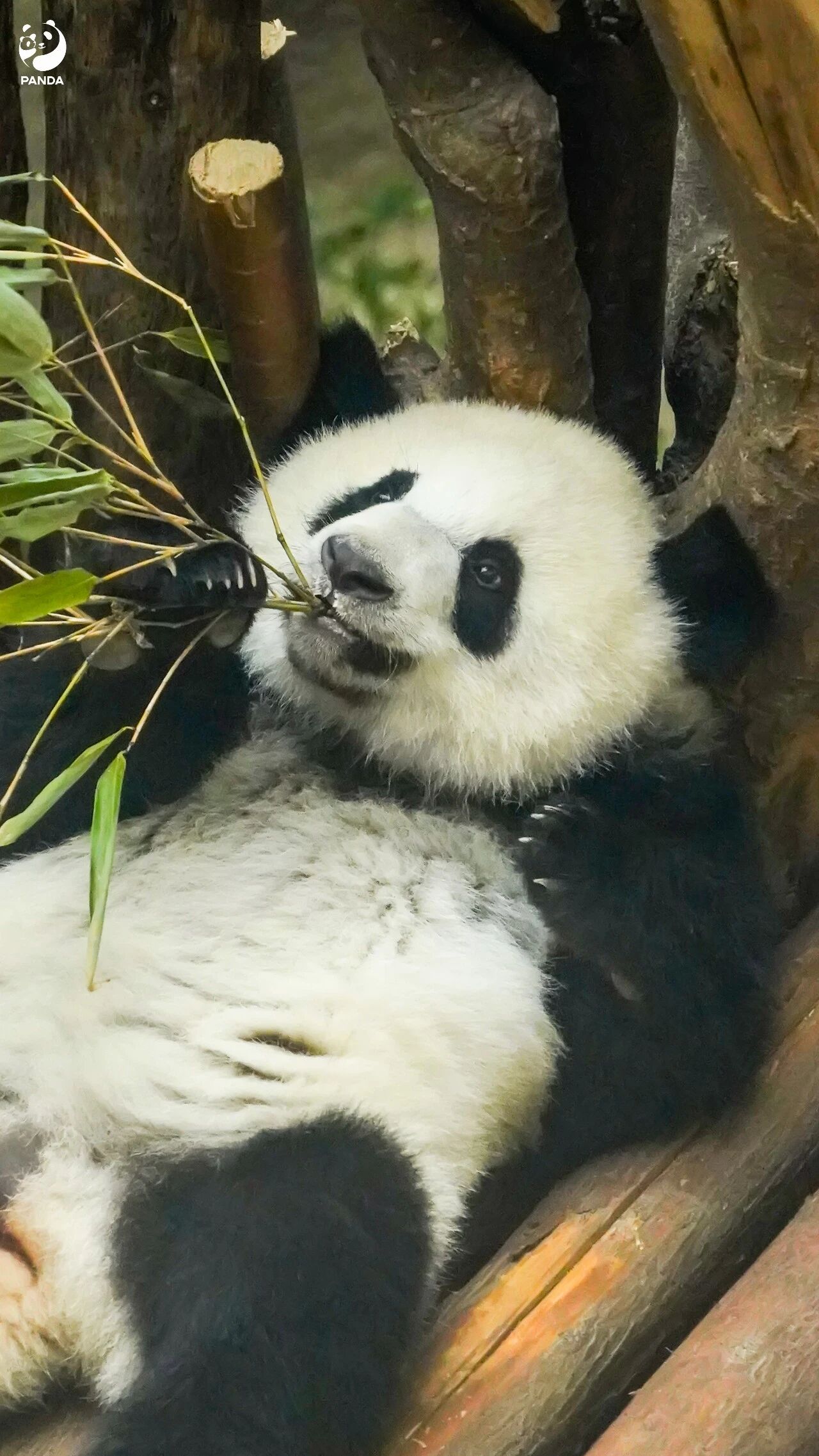 Chengdu Giant Panda Base — photo 4