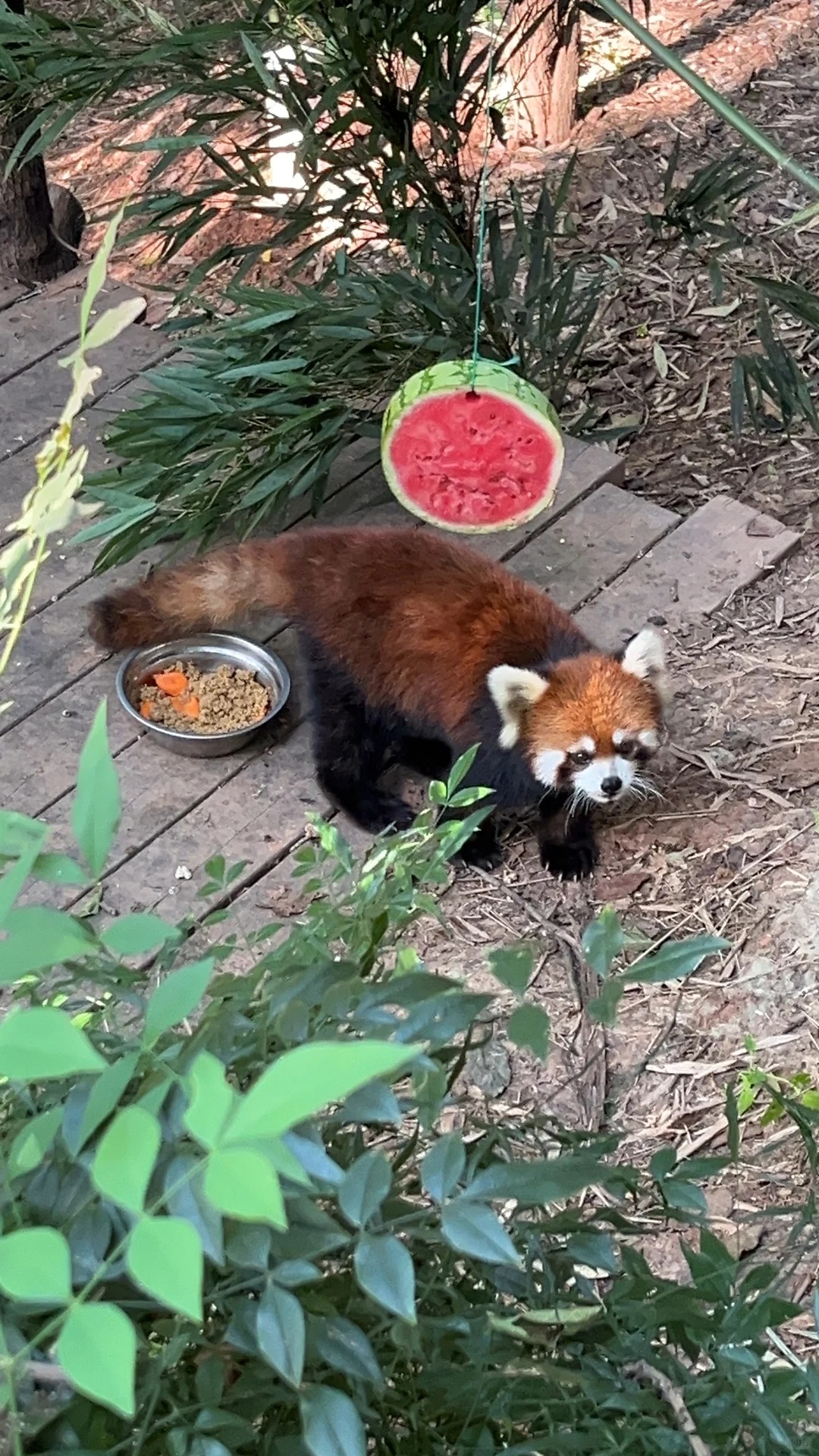 Chengdu: Private Tour at Panda Base with Hot & Cold Panda Facts — photo 5