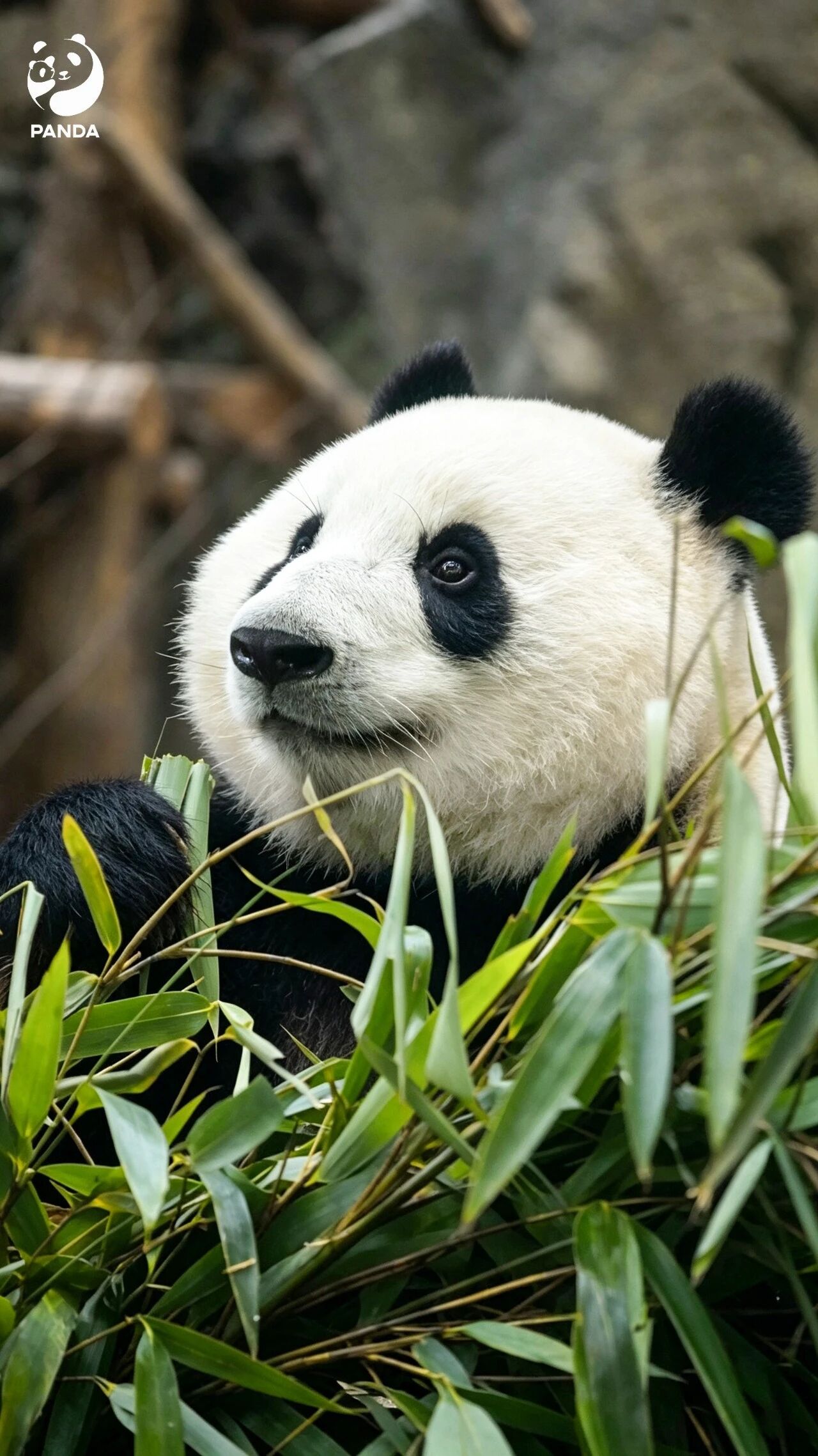 Chengdu Giant Panda Base — photo 5