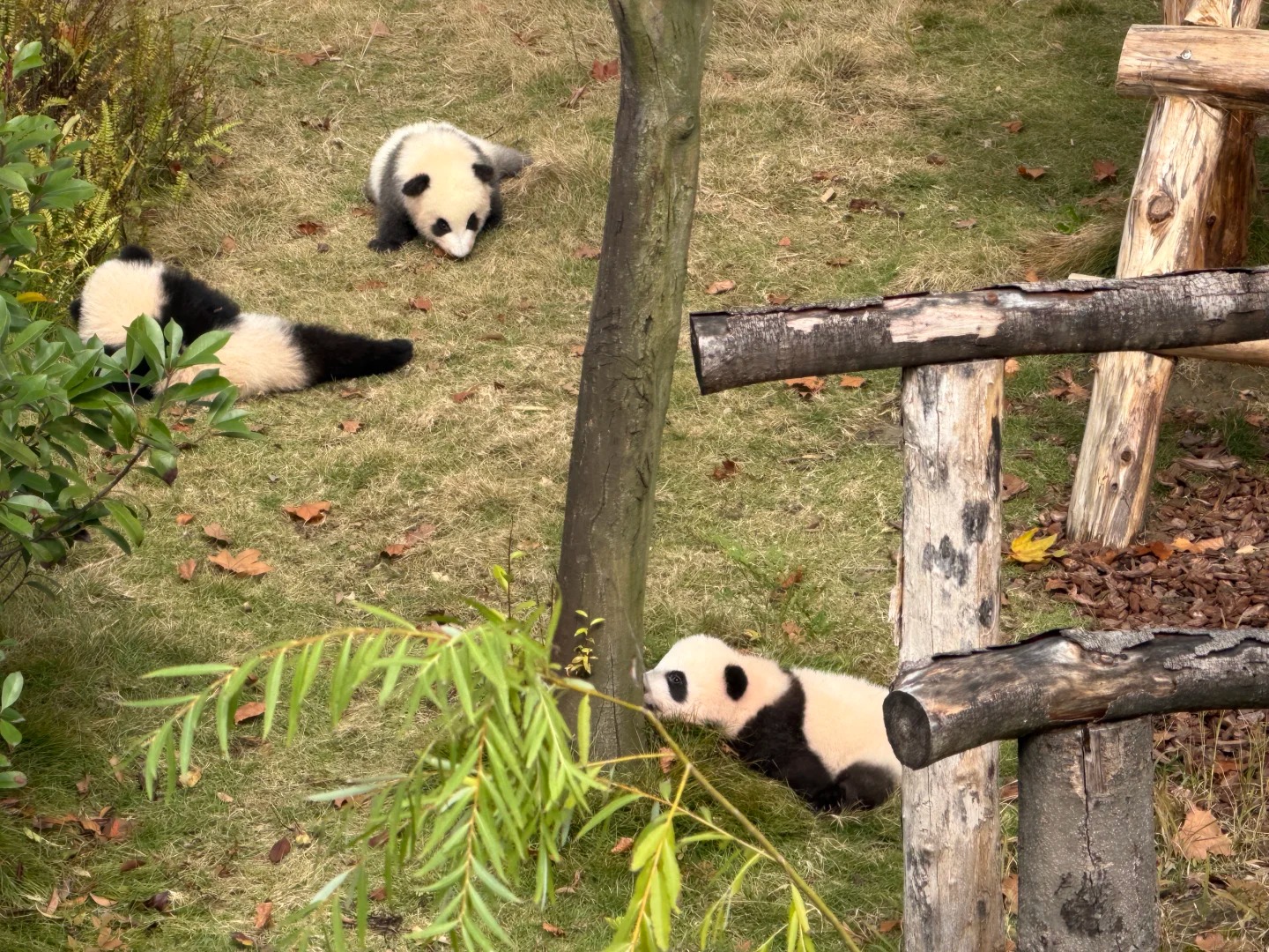 Chengdu: Private Tour at Panda Base with Hot & Cold Panda Facts — photo 4