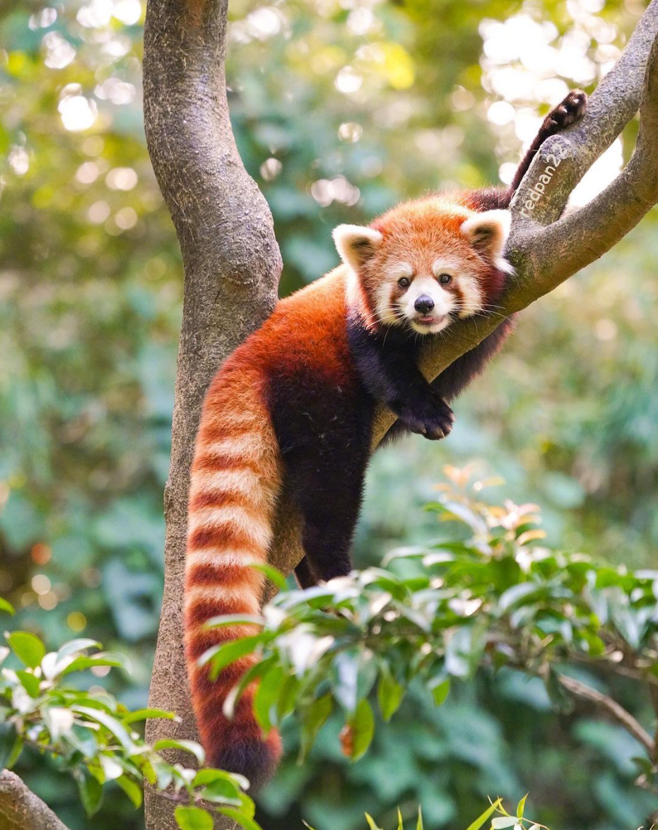 Chengdu: Private Tour at Panda Base with Hot & Cold Panda Facts — photo 9