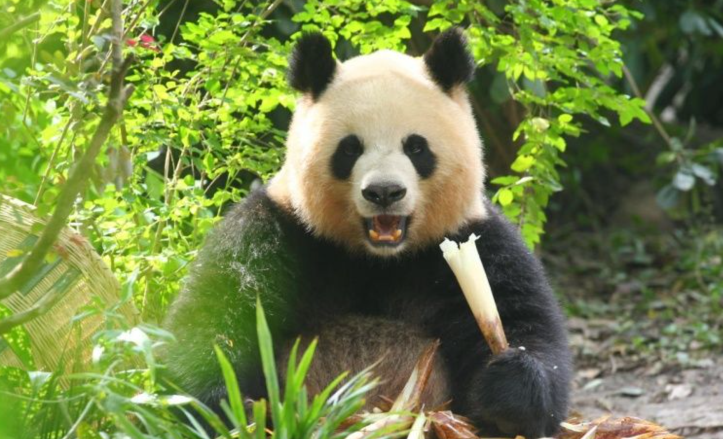 Chengdu: Private Tour at Panda Base with Hot & Cold Panda Facts — photo 2