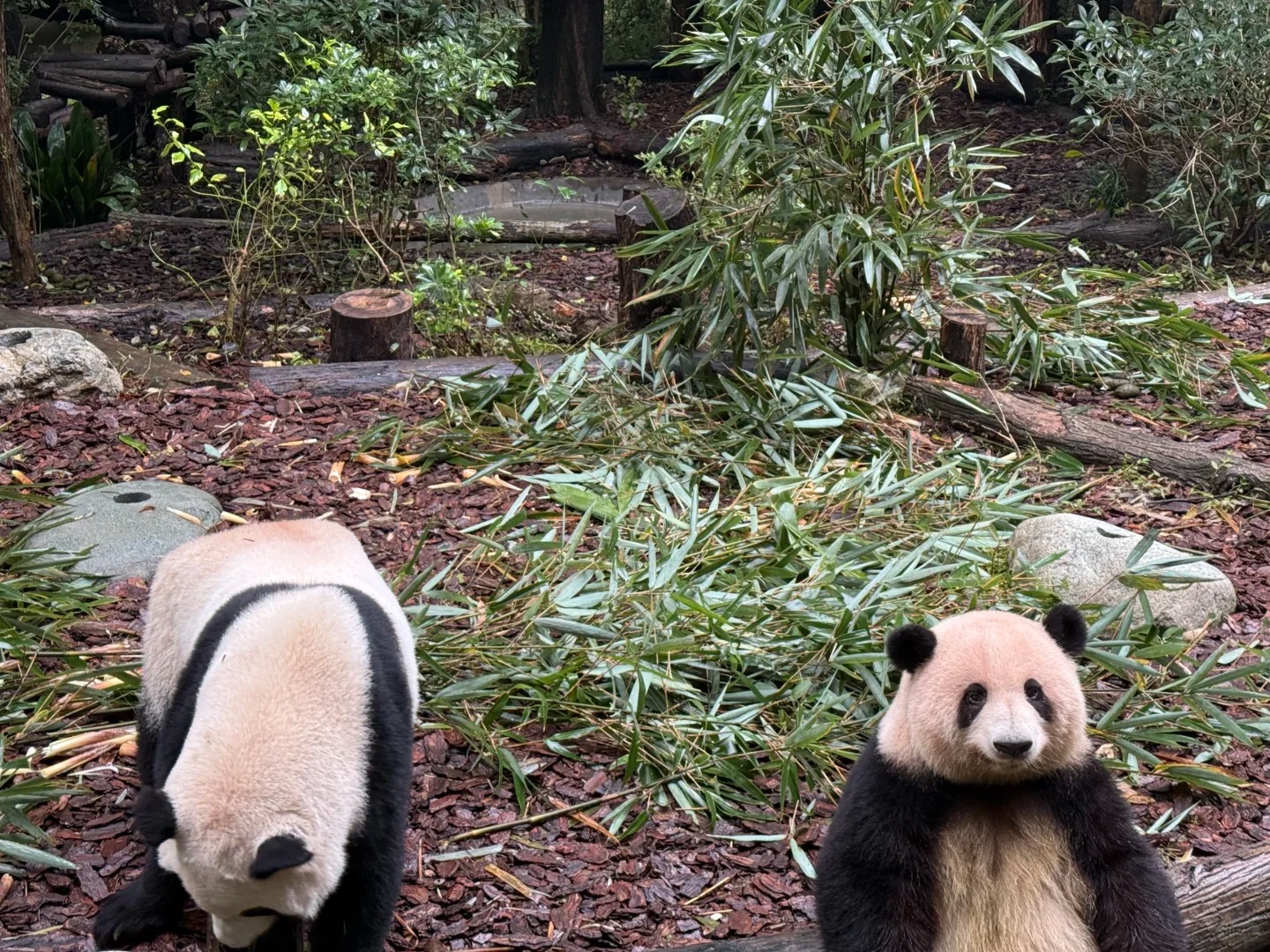 Chengdu: Private Tour at Panda Base with Hot & Cold Panda Facts — photo 3