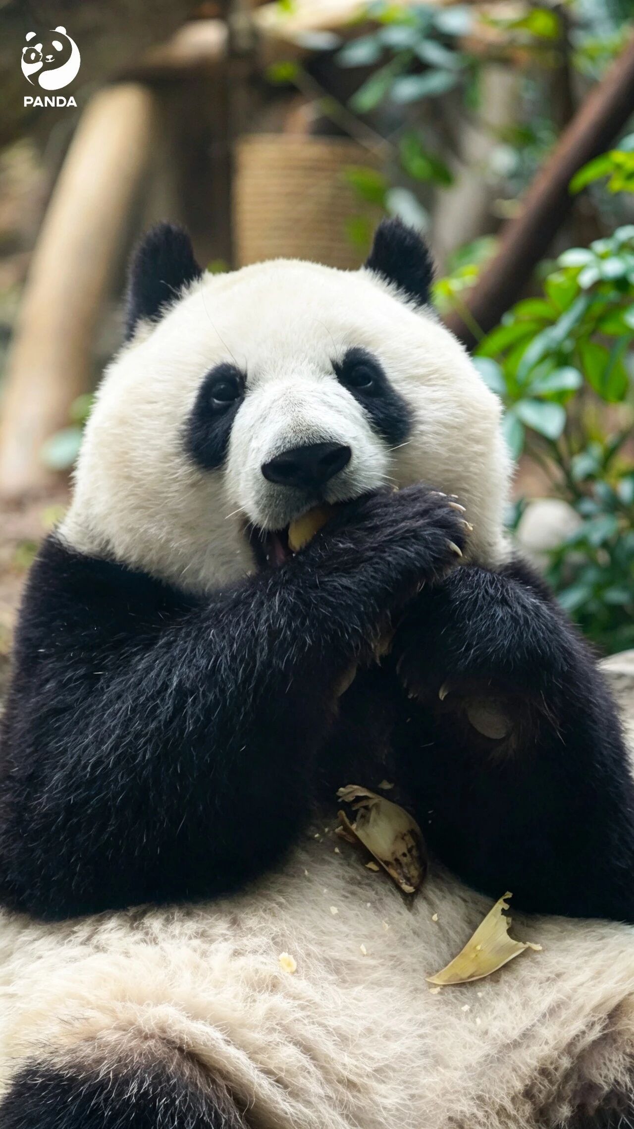 Chengdu Giant Panda Base — photo 2