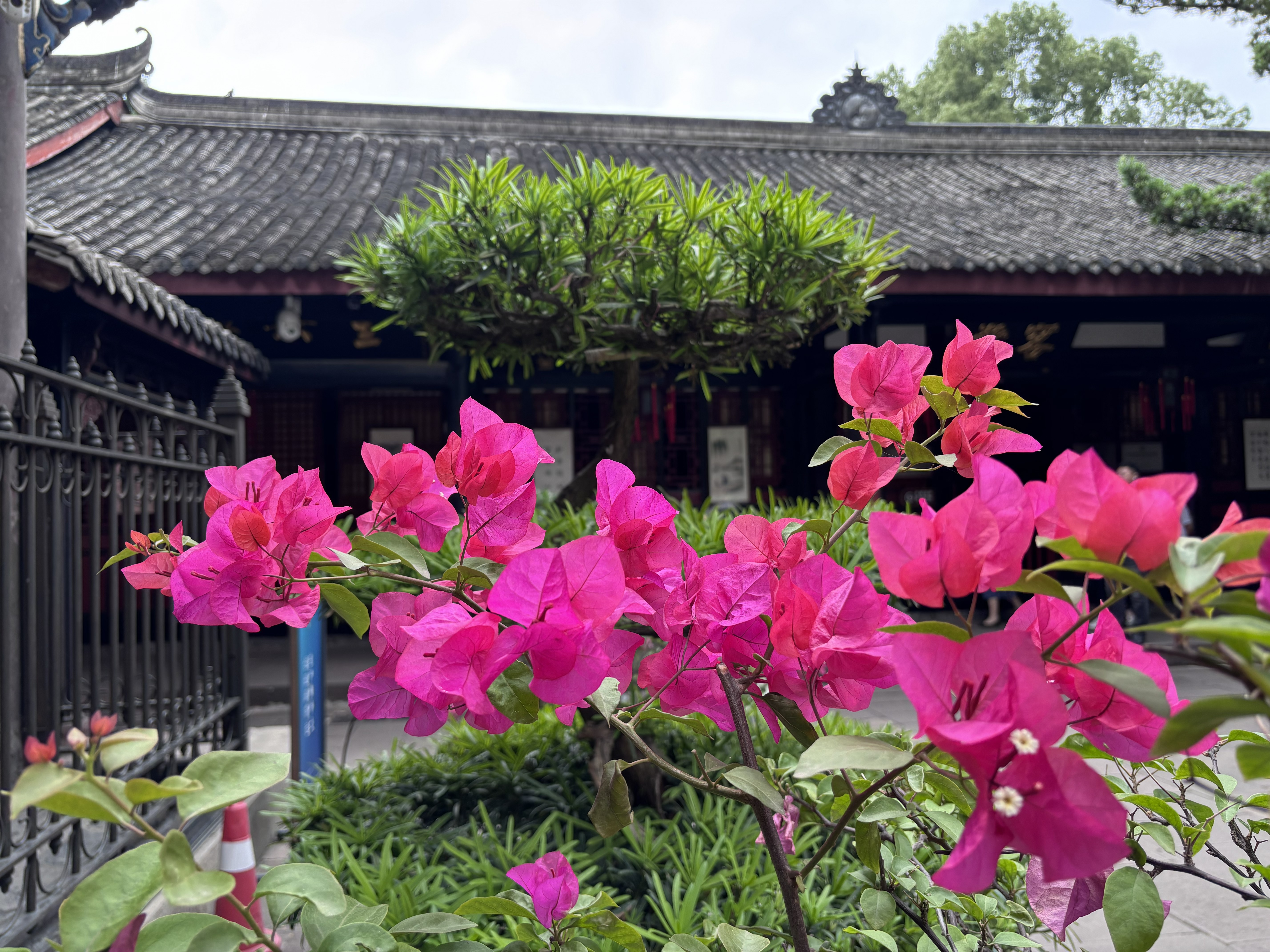 Wenshu Monastery ＆ Tea tasting — photo 8