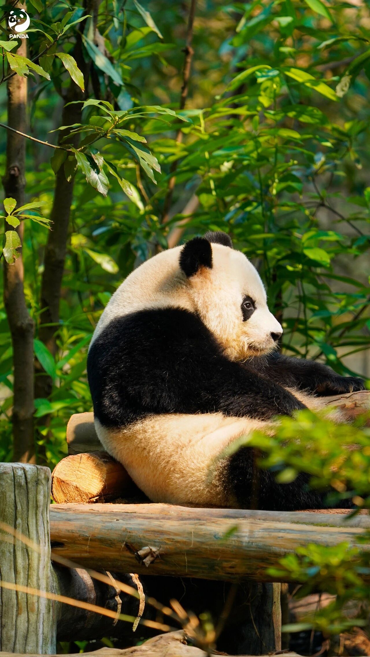 Chengdu Giant Panda Base — photo 7