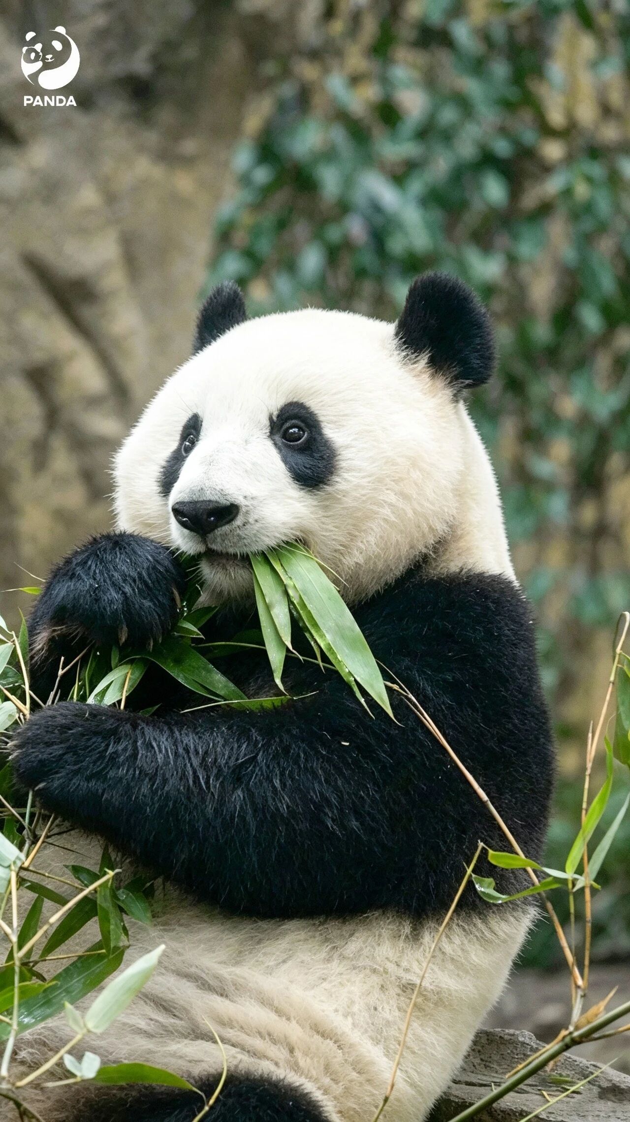 Chengdu Giant Panda Base