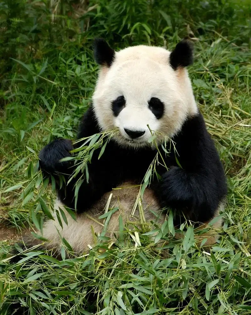 Chengdu: Private Tour at Panda Base with Hot & Cold Panda Facts