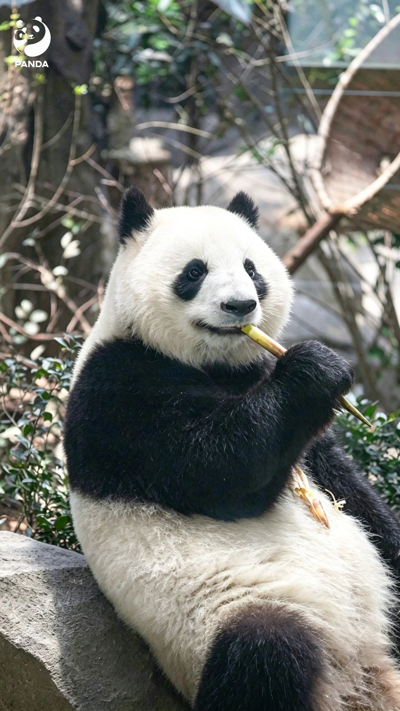 Chengdu Giant Panda Base — photo 8