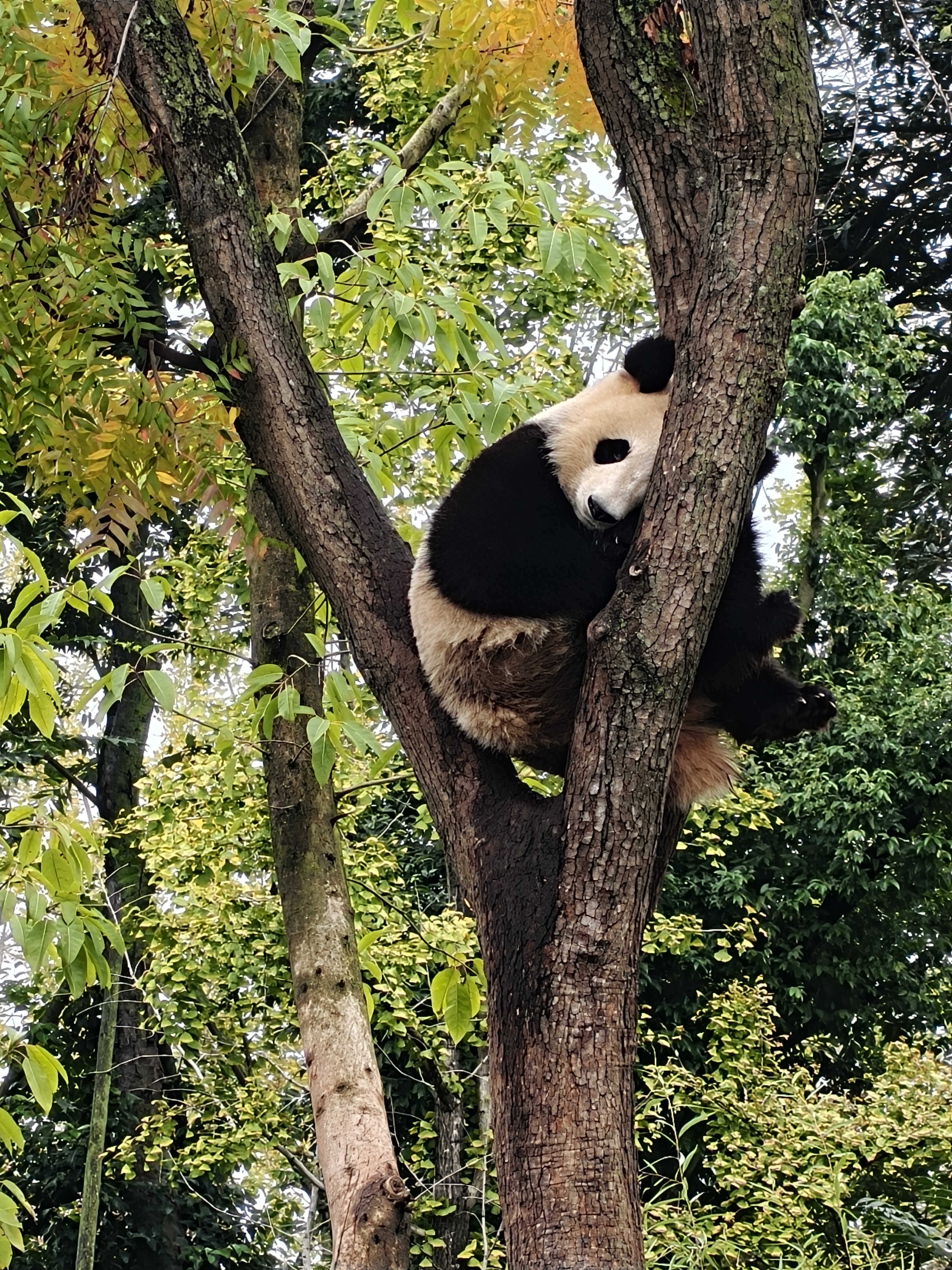 Chengdu: Private Tour at Panda Base with Hot & Cold Panda Facts — photo 7